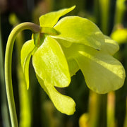 Sarracenia alata var. alata (Harrison County, Mississippi)