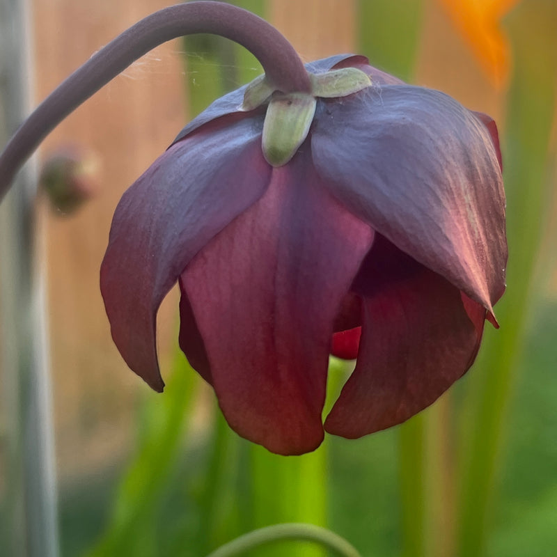 Sarracenia × moorei - F2 (Conecuh National Forest, Alabama) MK-H384a