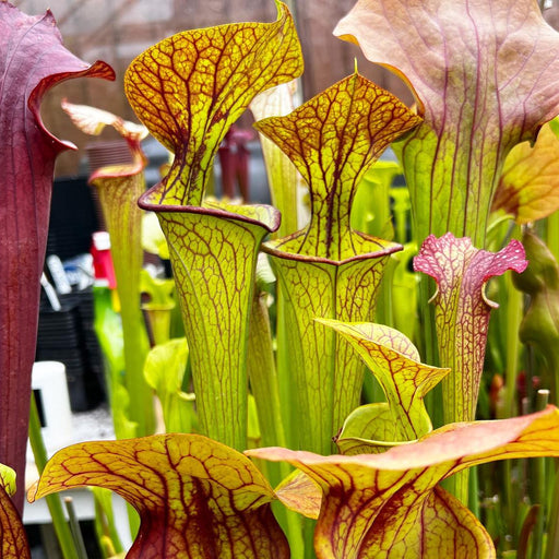 Sarracenia 'Tarn'