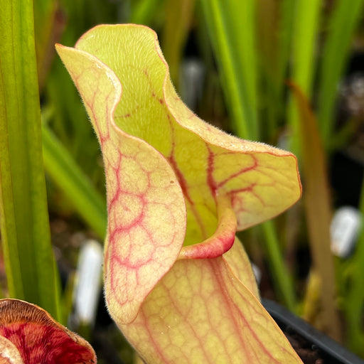 Sarracenia purpurea subsp. venosa var. burkii (Bay County, North Florida)