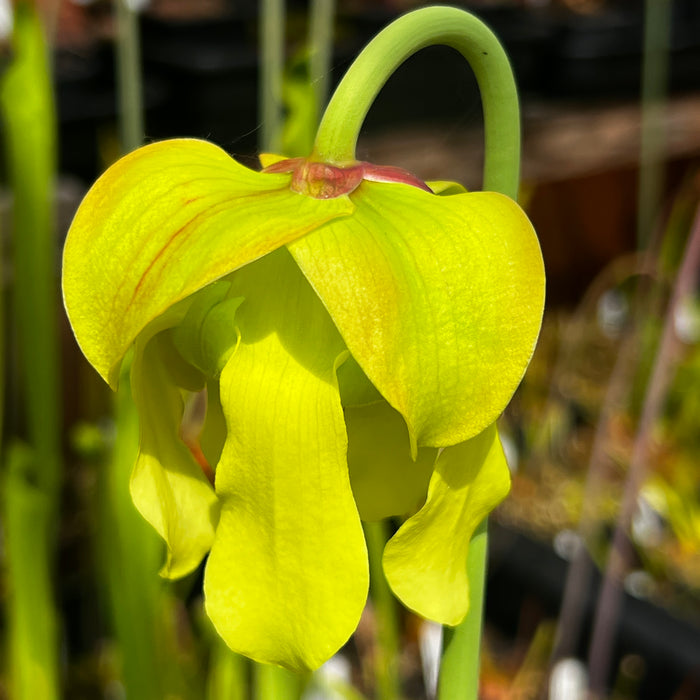 Sarracenia 'Jenny's Choice'
