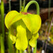 Sarracenia 'Jenny's Choice'