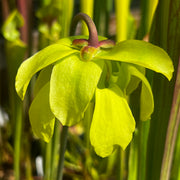 Sarracenia flava var. rubricorpora - Dark Tube (Wewahitchka, Florida) MK-F149
