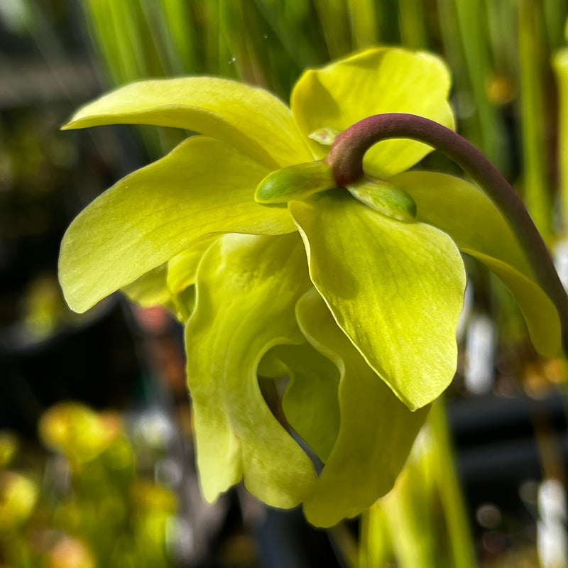 Sarracenia leucophylla var. alba 'Hurricane Creek White'  (Baldwin County, Alabama) MK-L58B
