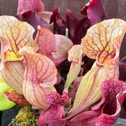 Sarracenia purpurea subsp. venosa 'Sylwia'