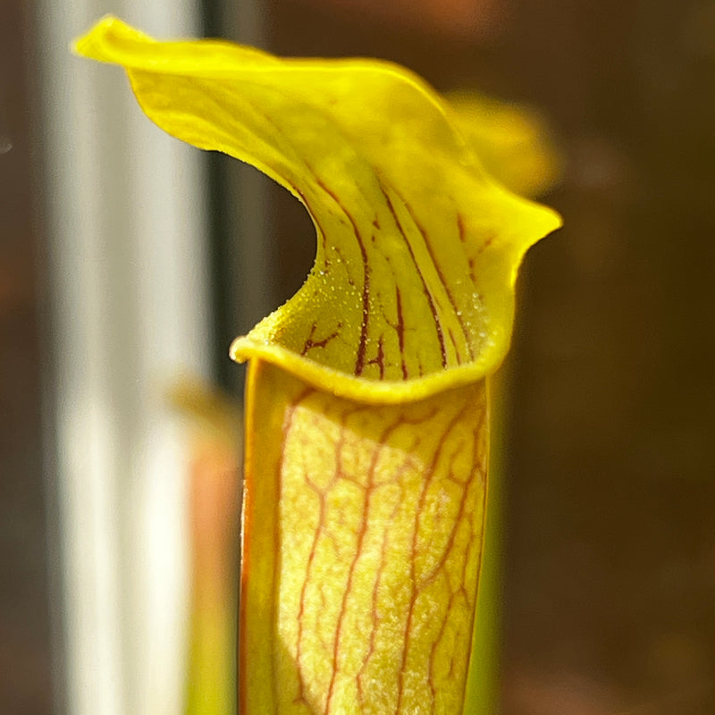 Sarracenia alata var. alata - Pubescent Form (Perdido, Alabama)