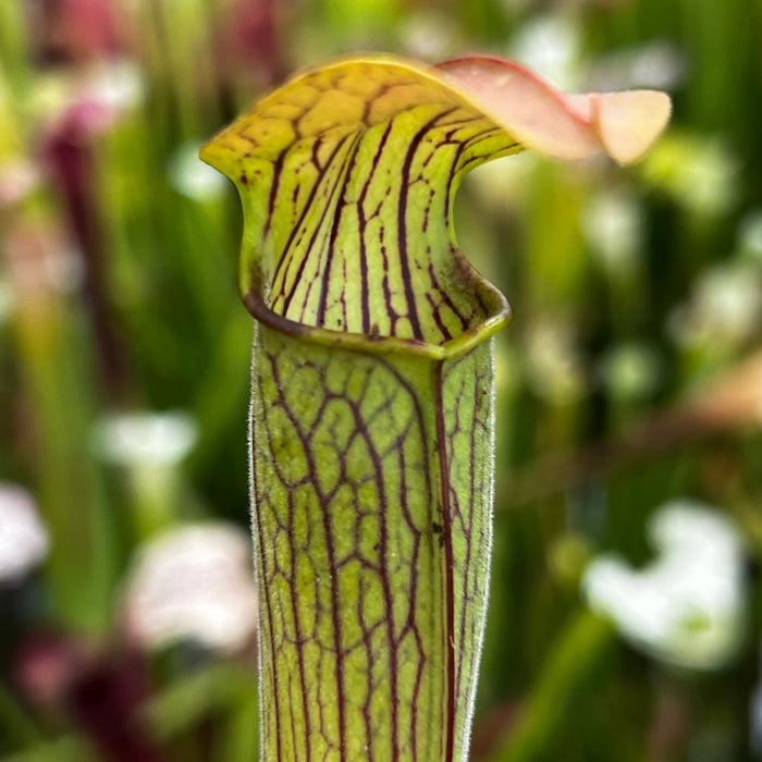 Sarracenia Alata Var. Cuprea (Deer Park Washington County Alabama)