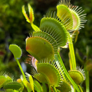 Dionaea muscipula 'Red Spider'