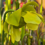 Sarracenia × moorei X flava var. atropurpurea