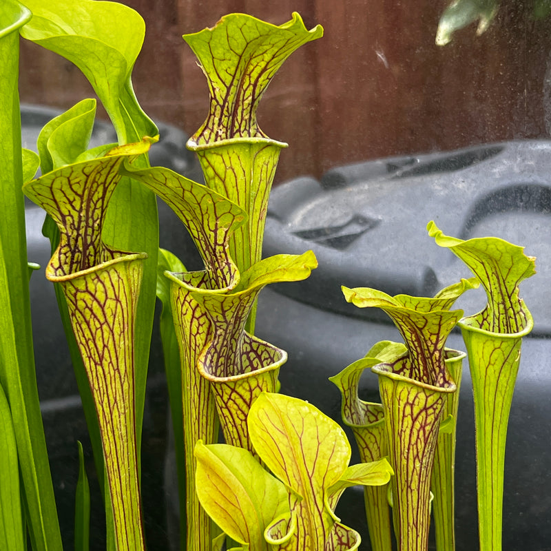 Sarracenia oreophila Red Lip & Throat, Heavily Veined IP-O01