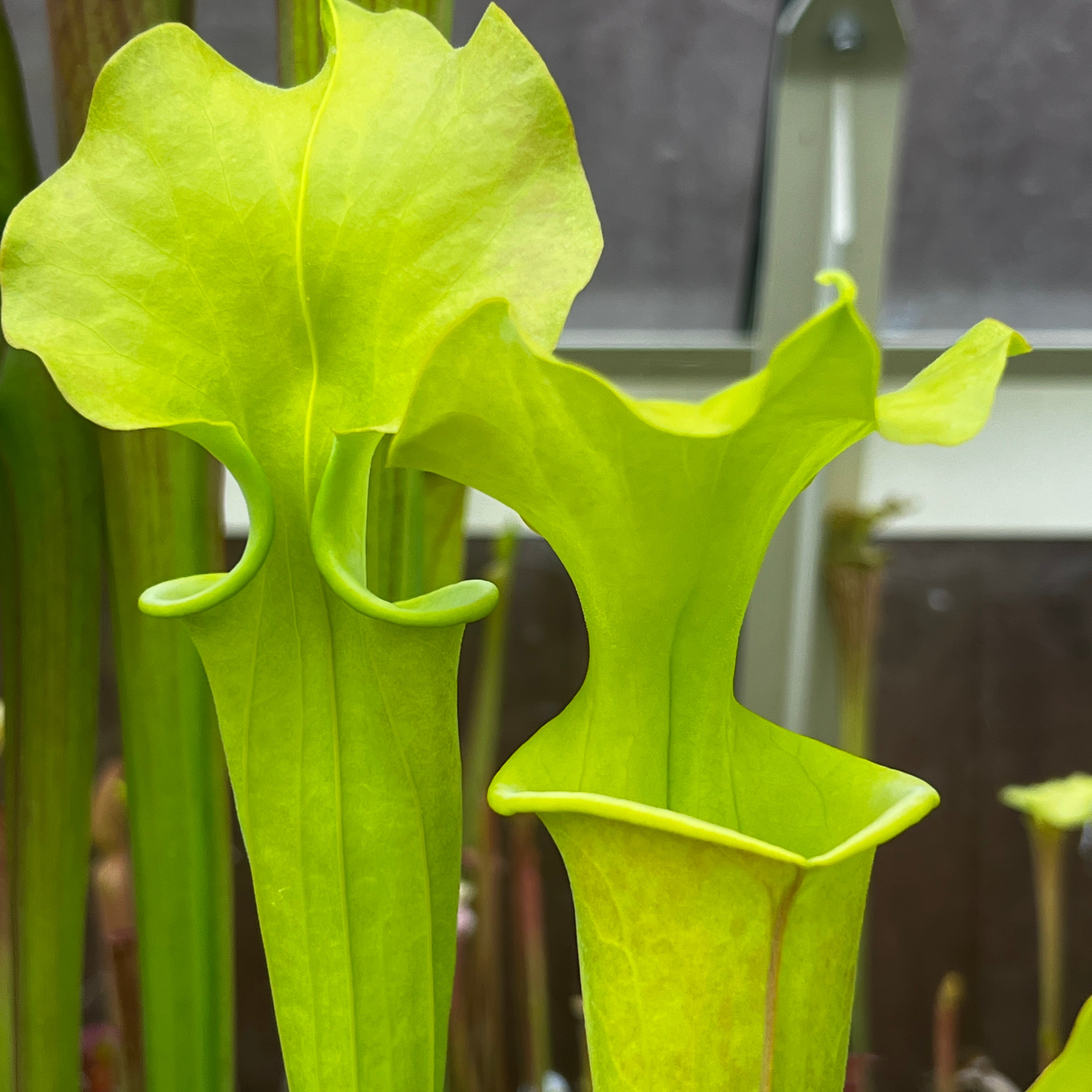 Sarracenia flava var. maxima - Tall All Green Copper Tinged, Reverse Veined