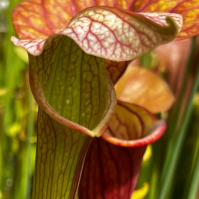 Sarracenia 'Wizard's Sleeve'