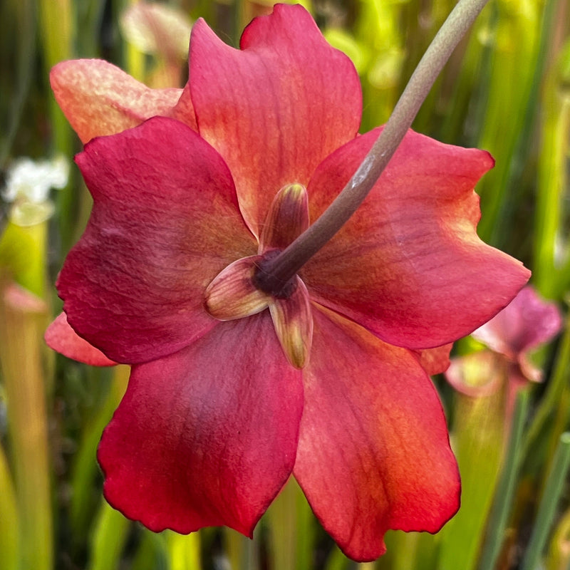 Sarracenia × moorei 'Atlas 5'