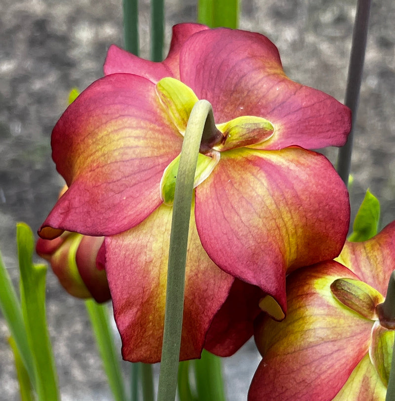 Sarracenia × moorei 'Monster'