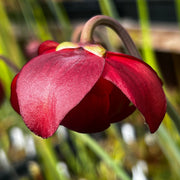 Sarracenia leucophylla Red & White MK-L29
