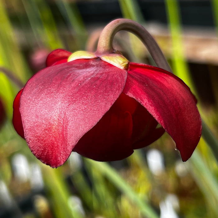 Sarracenia leucophylla Red & White MK-L29