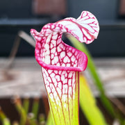 Sarracenia leucophylla Large Pink-lipped (Apalachicola National Forest, Florida) MK-L18