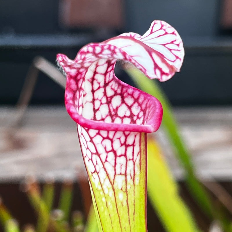 Sarracenia leucophylla Large Pink-lipped (Apalachicola National Forest, Florida) MK-L18