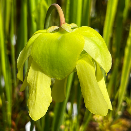 Sarracenia flava var. ornata 'Killer' (Okaloosa County, Florida)
