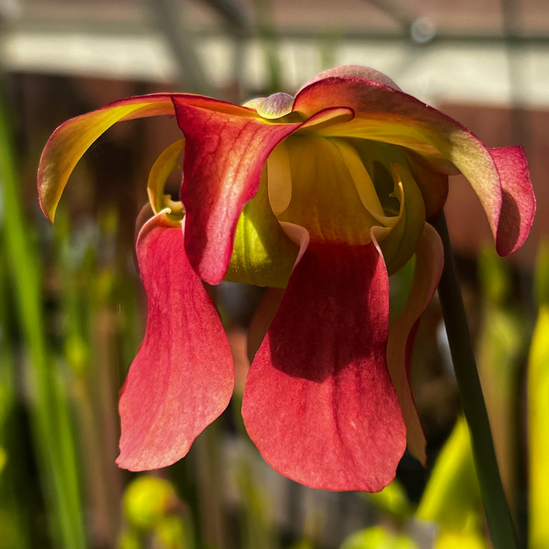 Sarracenia leucophylla var. leucophylla (Citronelle, Alabama)