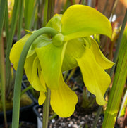 Sarracenia 'Hugh Jampton'