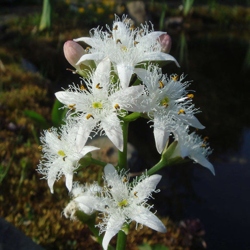 menyanthes trifoliata bogbean mp078