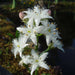 Menyanthes trifoliata (Bogbean)
