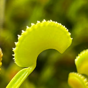 Dionaea muscipula 'Dentate'