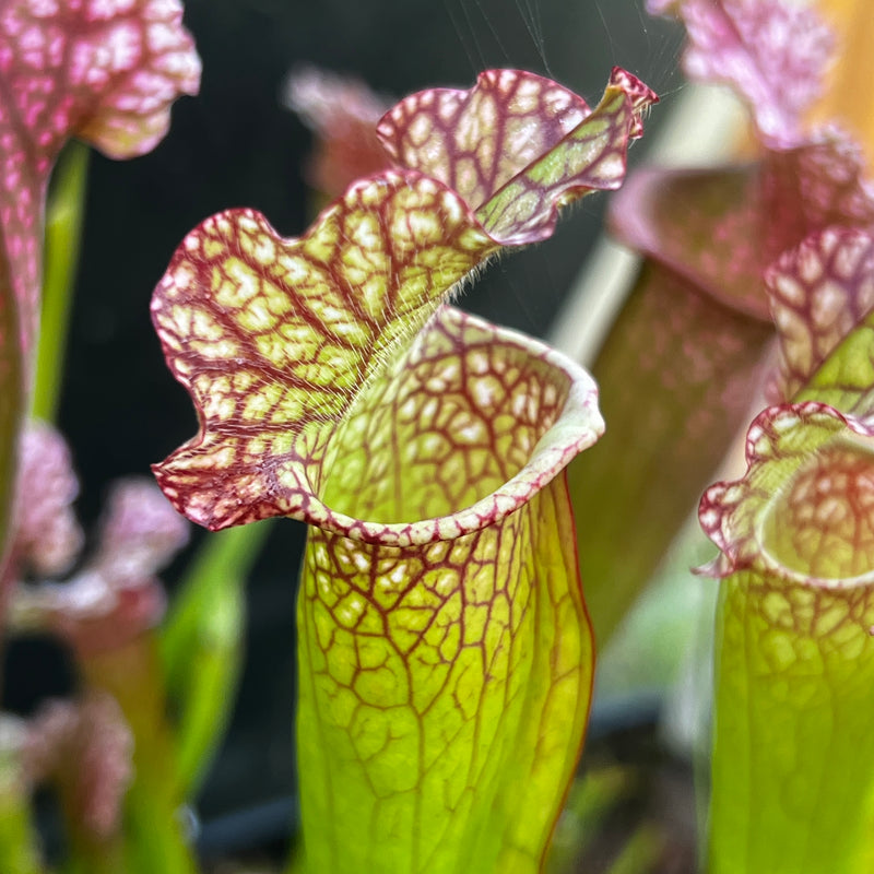 Sarracenia × mitchelliana 'Mary Cheek'