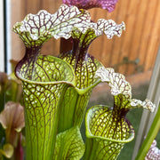 Sarracenia × moorei 'Joanna'