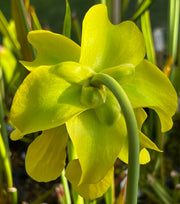 Sarracenia 'Hugh Jampton'