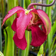 Sarracenia 'Pink Thing' X alata - Blacktube Pubescent (De Soto, Mississippi)