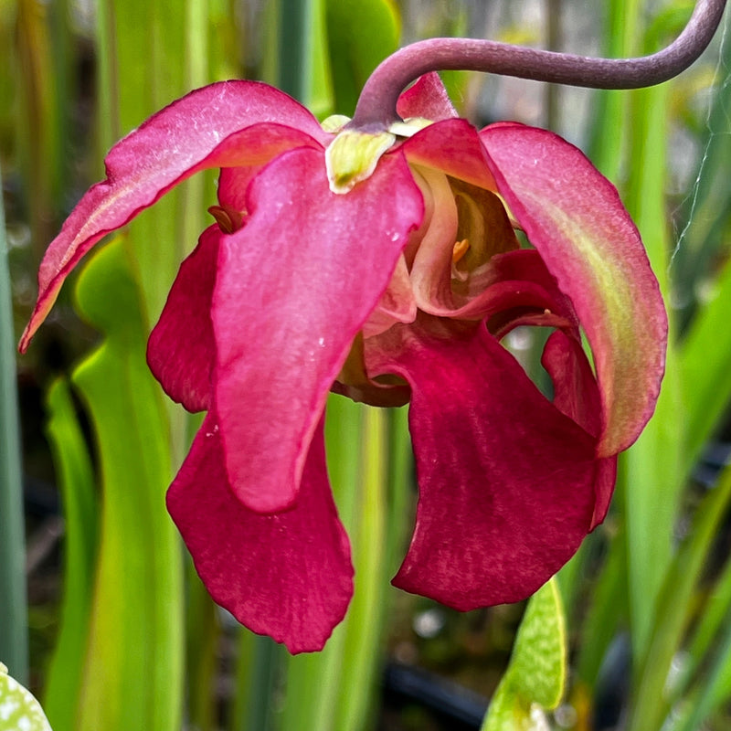 Sarracenia 'Pink Thing' X alata - Blacktube Pubescent (De Soto, Mississippi)