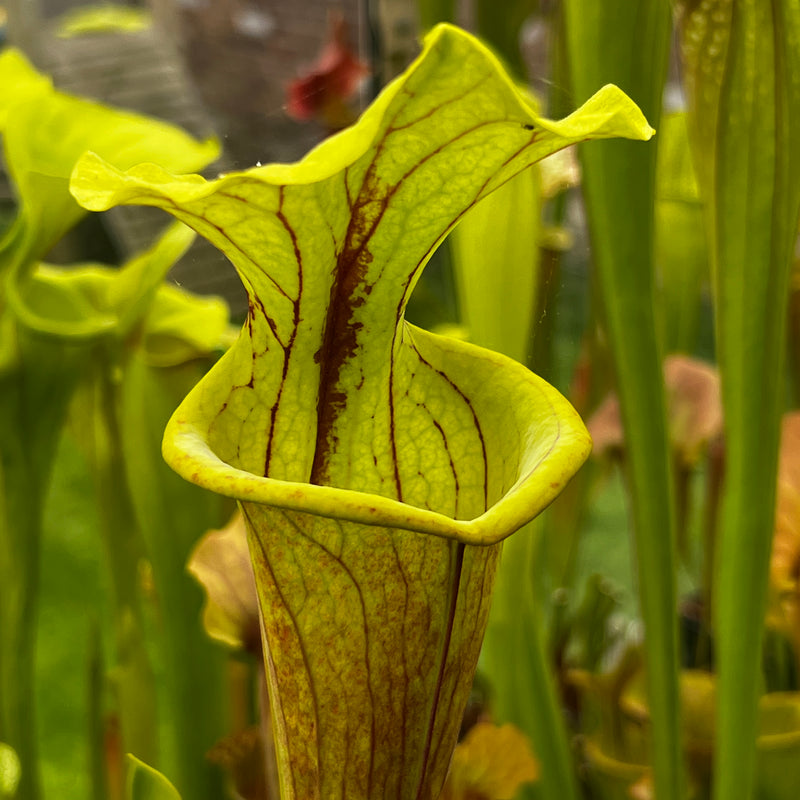 Sarracenia × moorei X flava var. atropurpurea