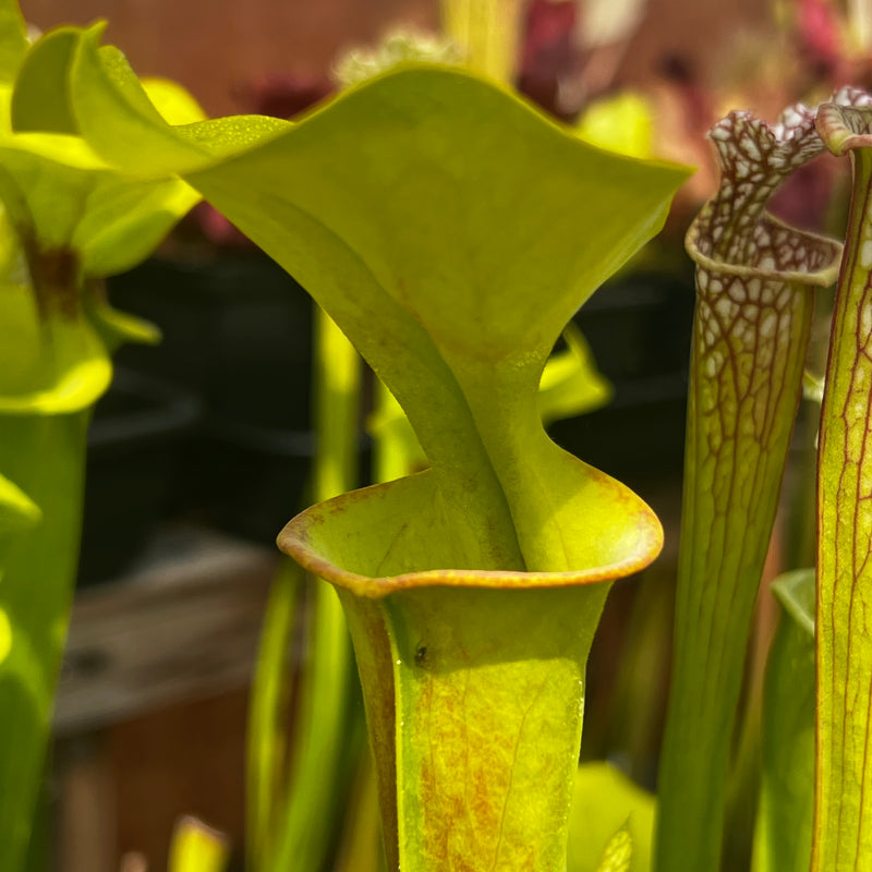 Sarracenia flava var. rubricorpora 'Manky'