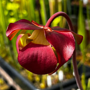 Sarracenia purpurea subsp. purpurea var. riplicola (Bruce Peninsula, Ontario, Canada) MK-PP14