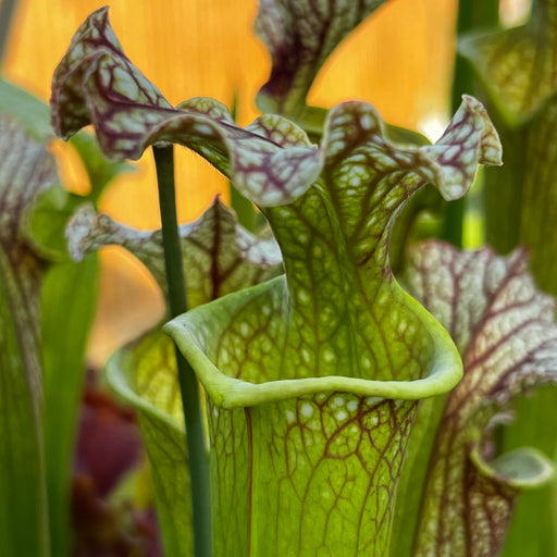 Sarracenia × moorei (MK-F117 X MK-L20a) MK-H221