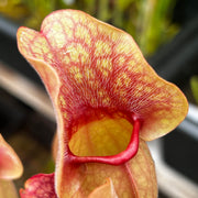 Sarracenia purpurea subsp. venosa var. burkii (Citronelle, Alabama) MK-PV57