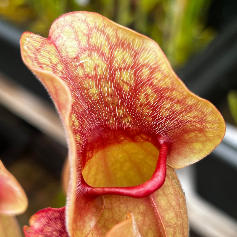Sarracenia purpurea subsp. venosa var. burkii (Citronelle, Alabama) MK-PV57