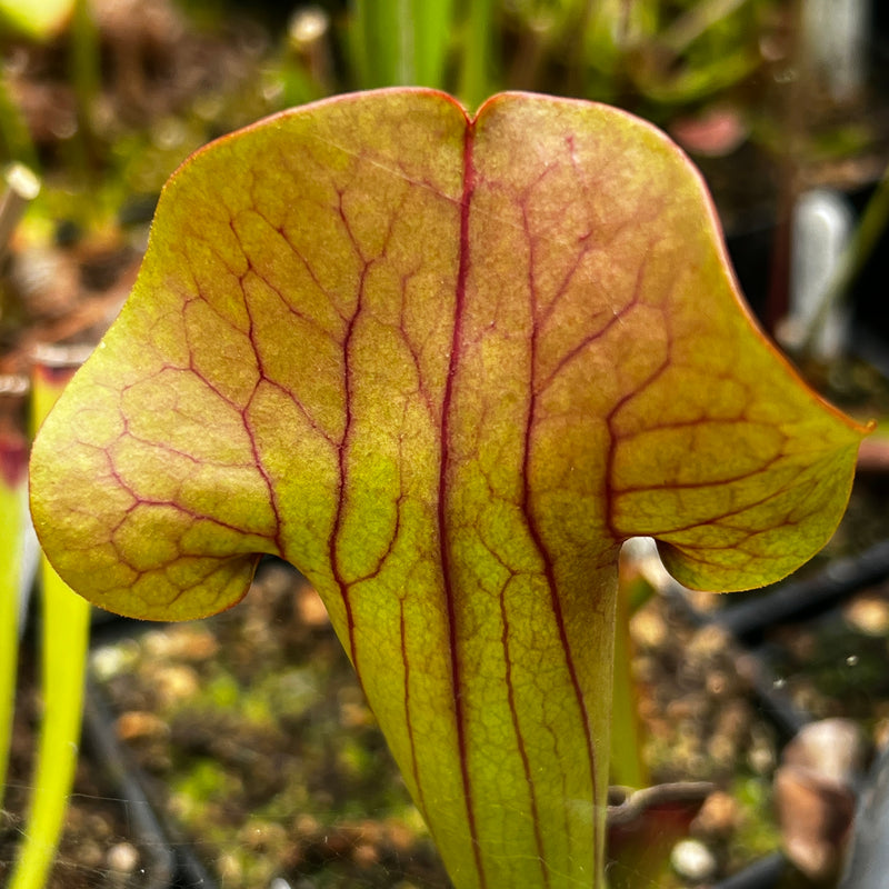 Sarracenia × catesbaei 'Bengal Tiger'