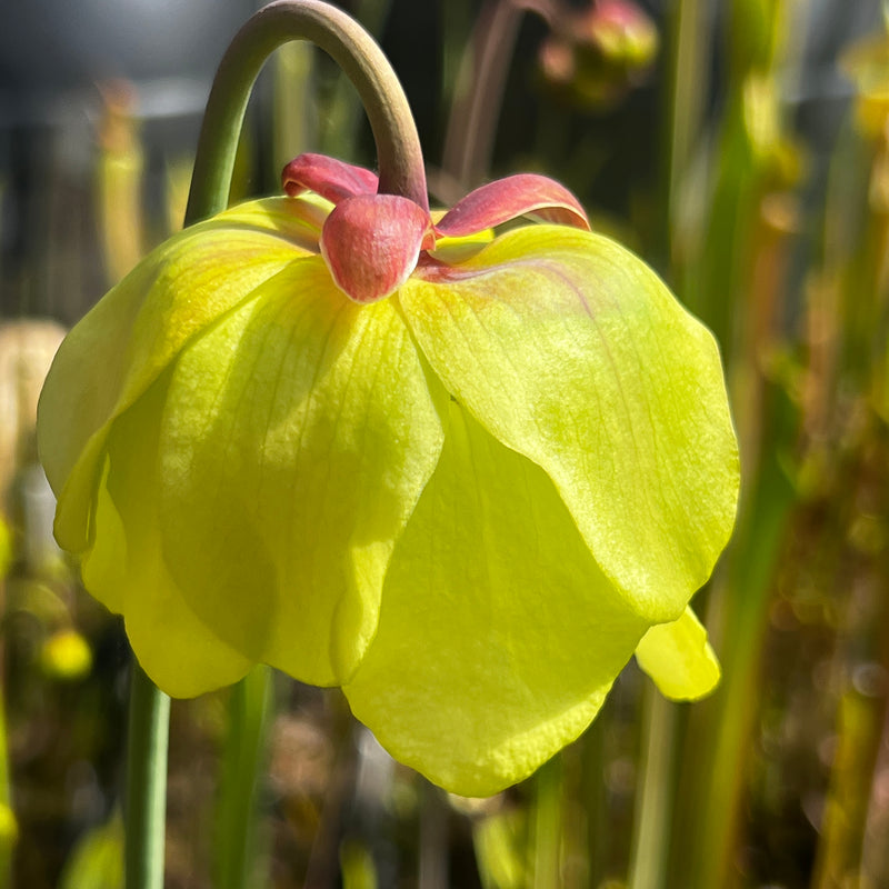 Sarracenia 'Alucard'