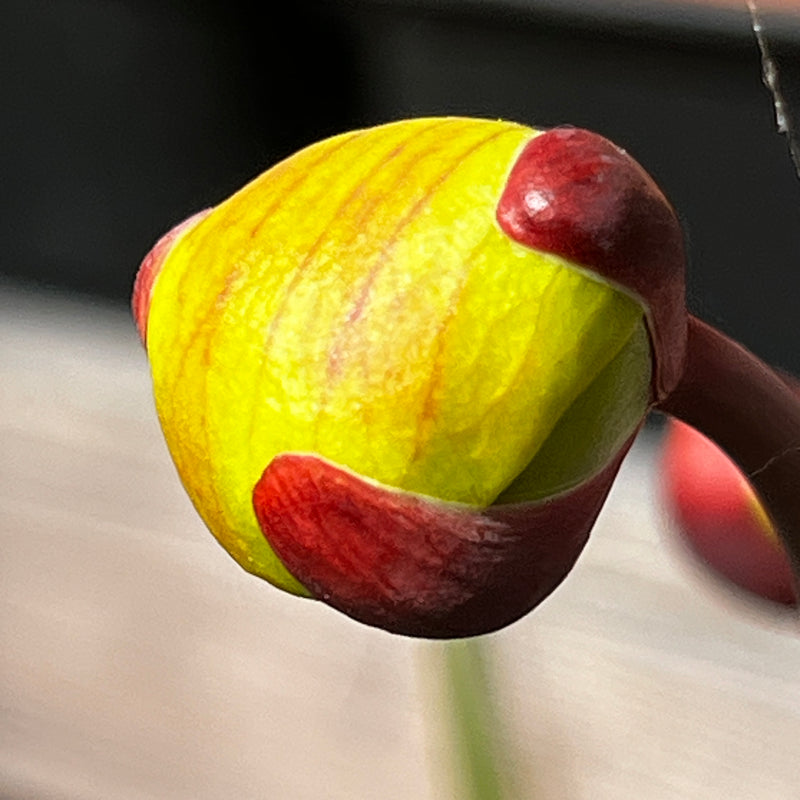 Sarracenia flava var. rubricorpora (Apalachicola National Forest, Florida) MK-F278, MS-F25