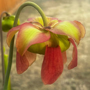 Sarracenia × moorei 'Leviathan'