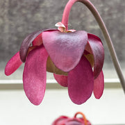 Sarracenia purpurea subsp. venosa 'Gigantea'