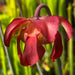 Sarracenia leucophylla Hot Pink Selections 1 MK-L48A