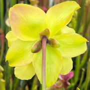 Sarracenia × moorei - Leah Wilkerson F2 (Laurent)
