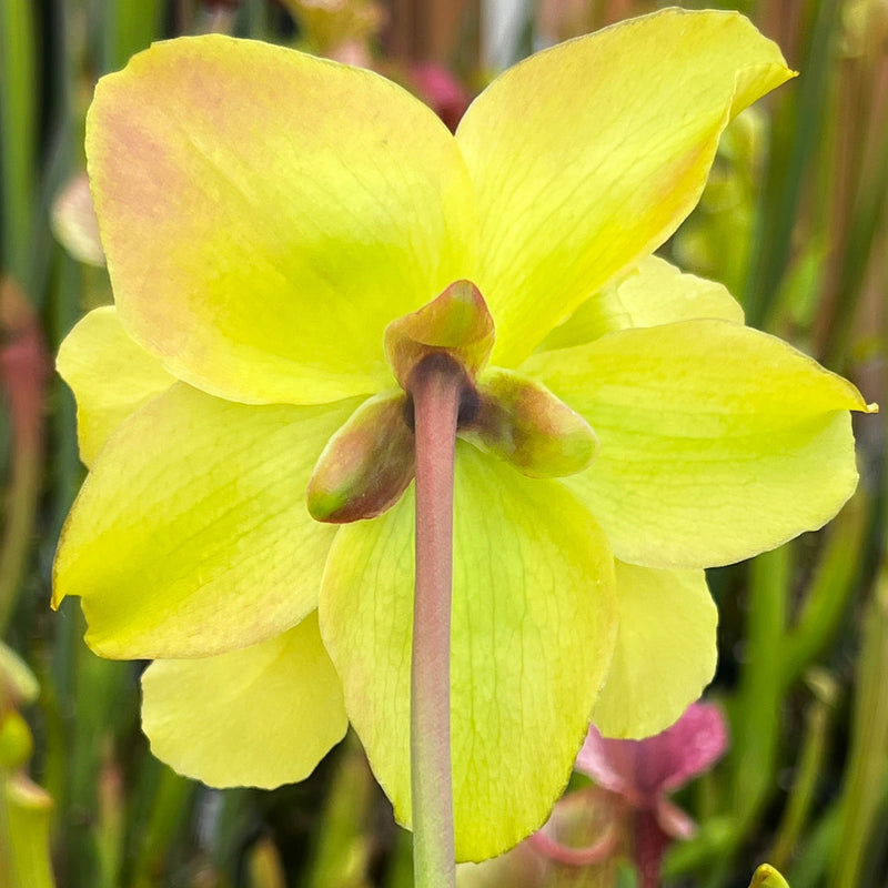Sarracenia × moorei - Leah Wilkerson F2 (Laurent)