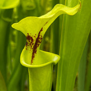 Sarracenia flava var. rugelii 'Maxima' - Bruce Bednar Clone MK-F147