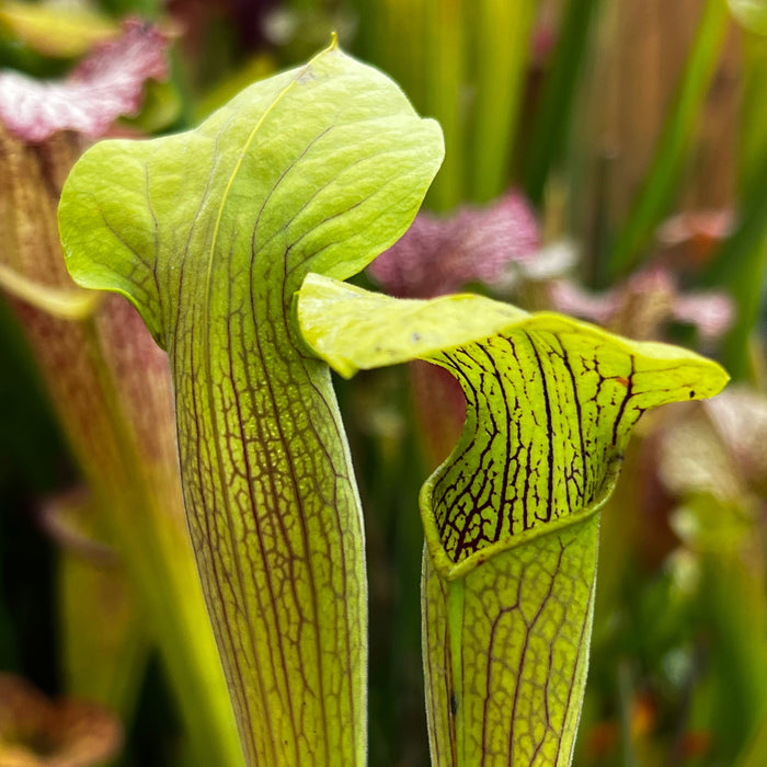 Sarracenia Alata Var. Ornata - Giant To 28 (Whites Crossing Desoto Stone County Mississippi)