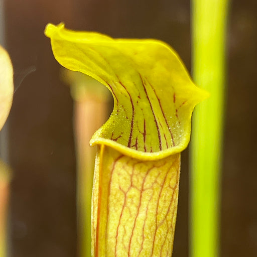 Sarracenia alata var. alata - Pubescent Form (Perdido, Alabama)